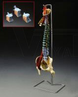 Spine w Muscle Disorders LFA